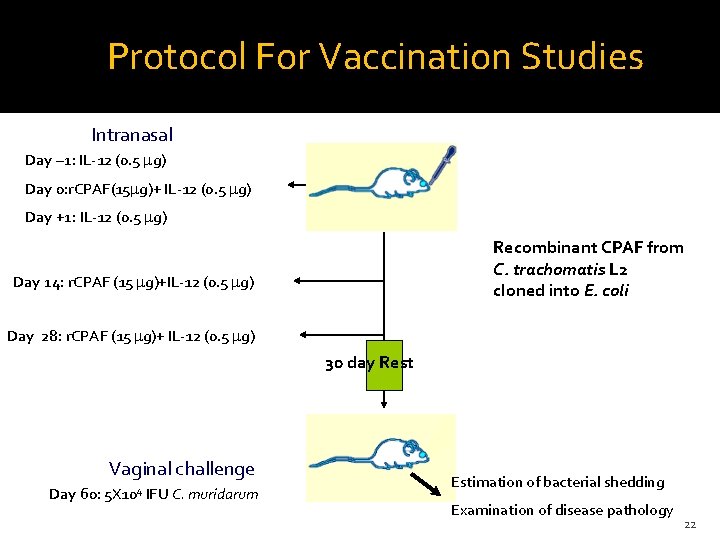 Protocol For Vaccination Studies Intranasal Day – 1: IL-12 (0. 5 mg) Day 0: