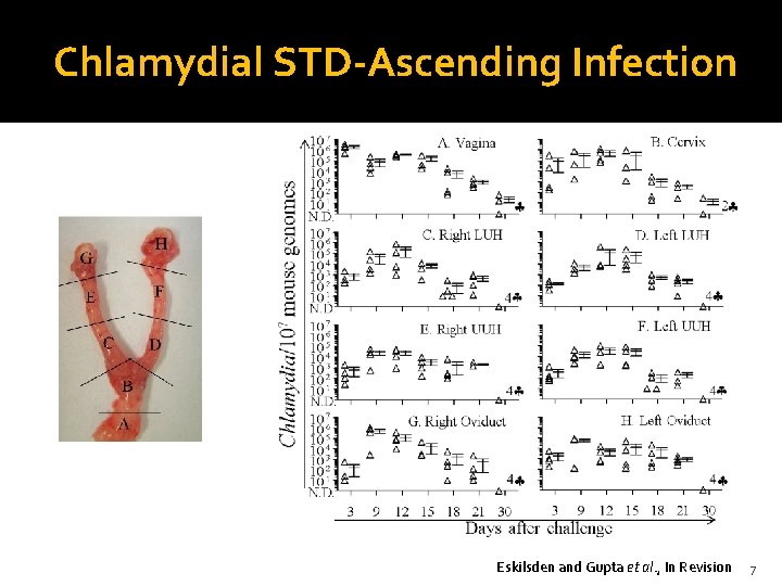 Chlamydial STD-Ascending Infection Eskilsden and Gupta et al. , In Revision 7 