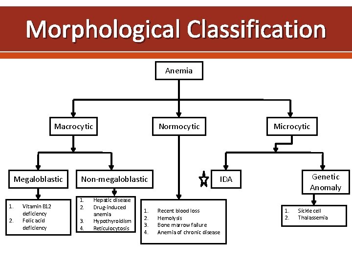 Morphological Classification Anemia Macrocytic Megaloblastic 1. 2. Vitamin B 12 deficiency Folic acid deficiency