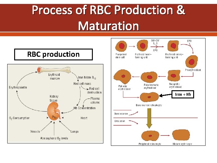 Process of RBC Production & Maturation RBC production Iron + Hb 