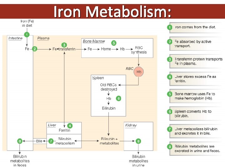 Iron Metabolism: Figure 16 -8: Iron metabolism 