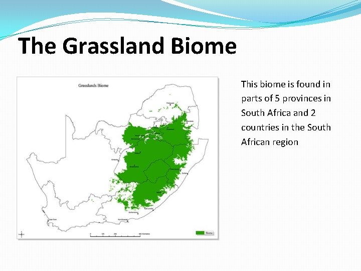 The Grassland Biome This biome is found in parts of 5 provinces in South