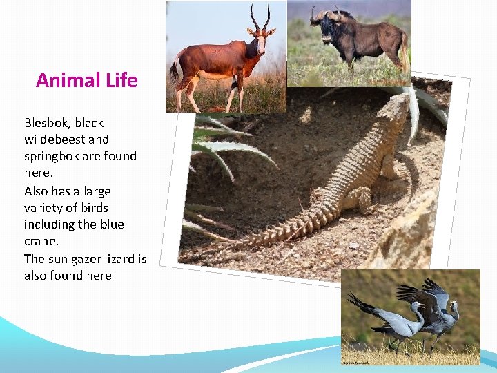 Animal Life Blesbok, black wildebeest and springbok are found here. Also has a large