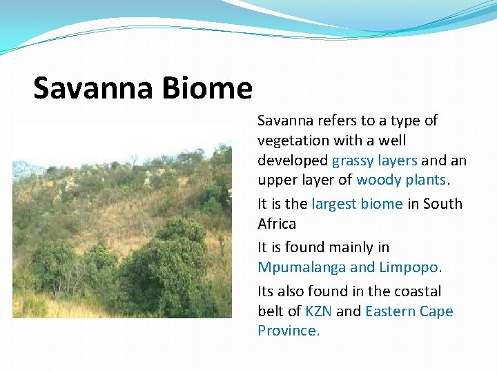 Savanna Biome Savanna refers to a type of vegetation with a well developed grassy