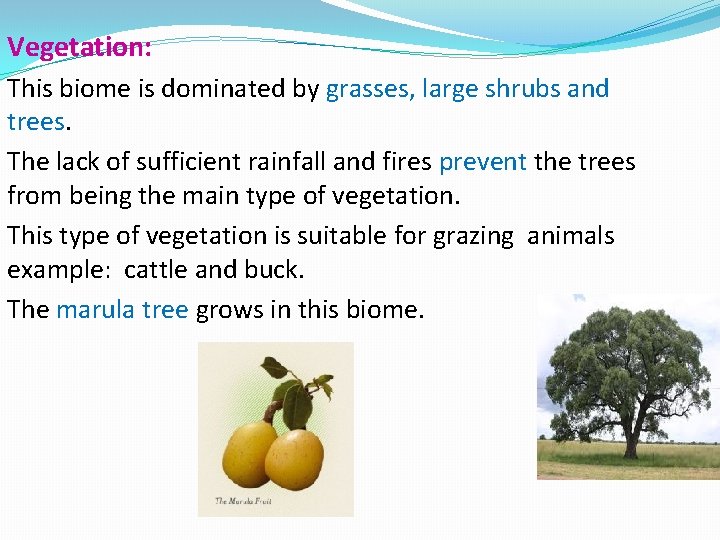 Vegetation: This biome is dominated by grasses, large shrubs and trees. The lack of
