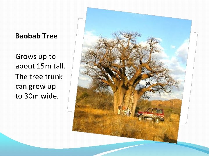 Baobab Tree Grows up to about 15 m tall. The tree trunk can grow