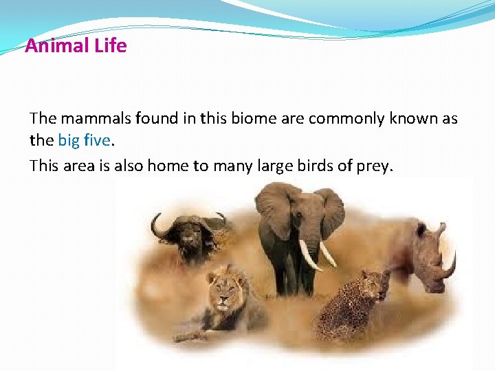 Animal Life The mammals found in this biome are commonly known as the big