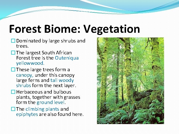 Forest Biome: Vegetation �Dominated by large shrubs and trees. �The largest South African Forest