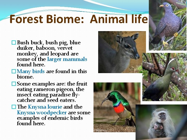 Forest Biome: Animal life �Bush buck, bush pig, blue duiker, baboon, vervet monkey, and