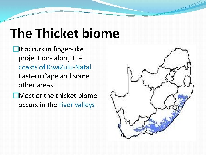 The Thicket biome �It occurs in finger-like projections along the coasts of Kwa. Zulu-Natal,