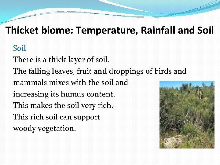 Thicket biome: Temperature, Rainfall and Soil There is a thick layer of soil. The