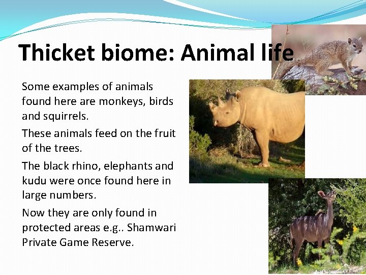 Thicket biome: Animal life Some examples of animals found here are monkeys, birds and