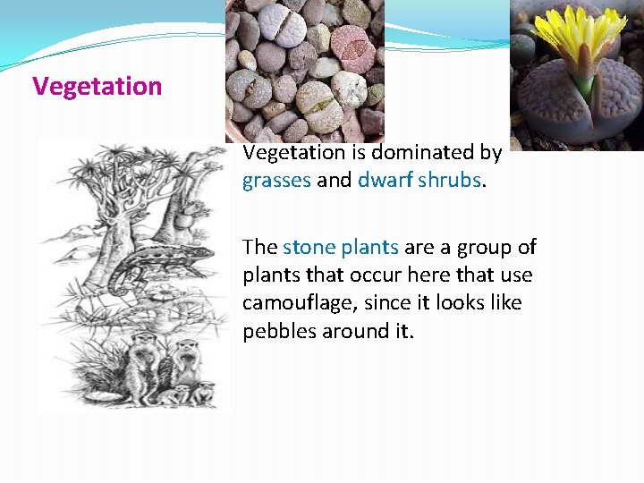 Vegetation is dominated by grasses and dwarf shrubs. The stone plants are a group