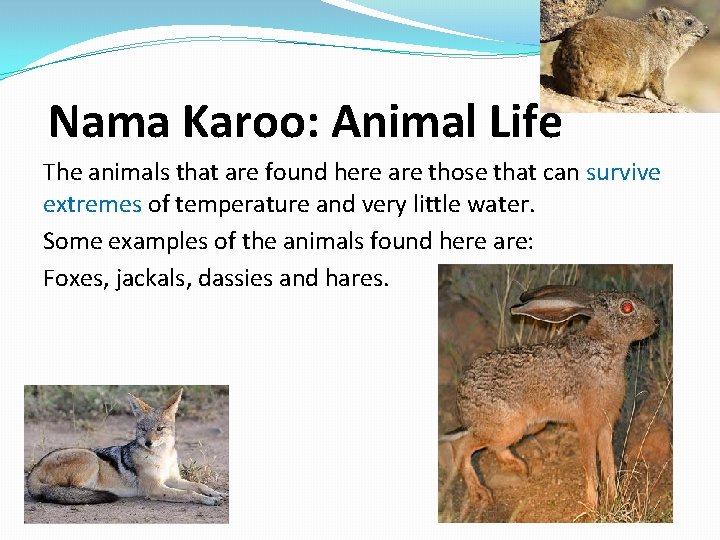 Nama Karoo: Animal Life The animals that are found here are those that can