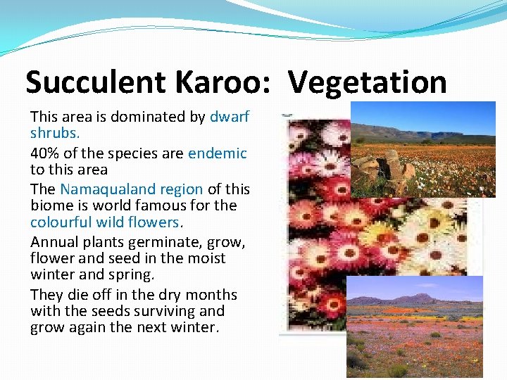 Succulent Karoo: Vegetation This area is dominated by dwarf shrubs. 40% of the species