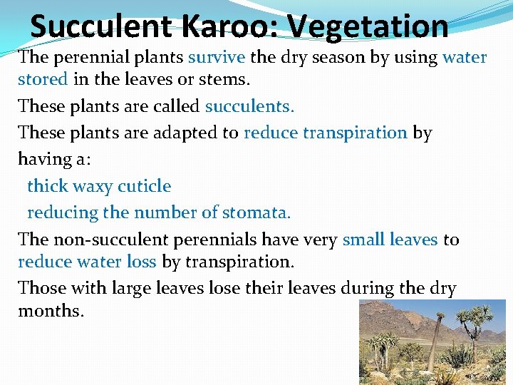 Succulent Karoo: Vegetation The perennial plants survive the dry season by using water stored