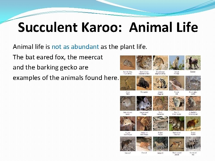 Succulent Karoo: Animal Life Animal life is not as abundant as the plant life.