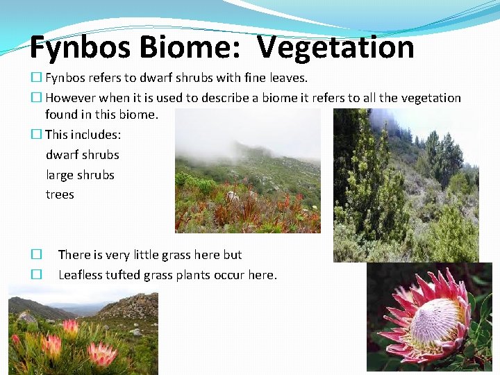 Fynbos Biome: Vegetation � Fynbos refers to dwarf shrubs with fine leaves. � However