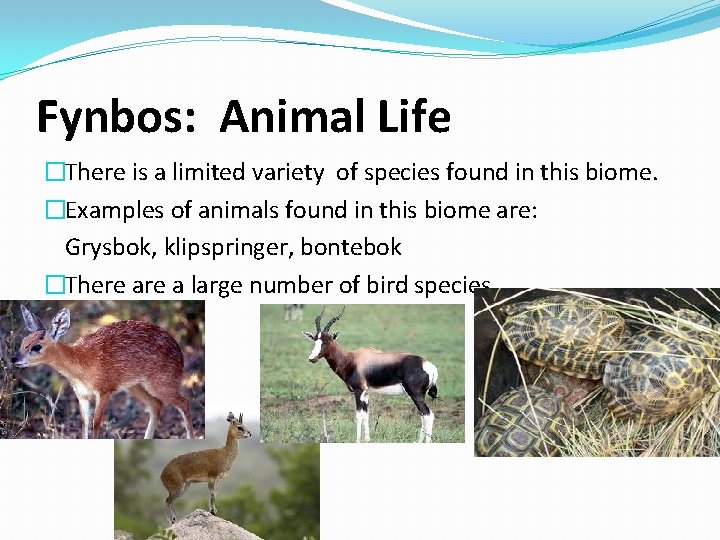 Fynbos: Animal Life �There is a limited variety of species found in this biome.