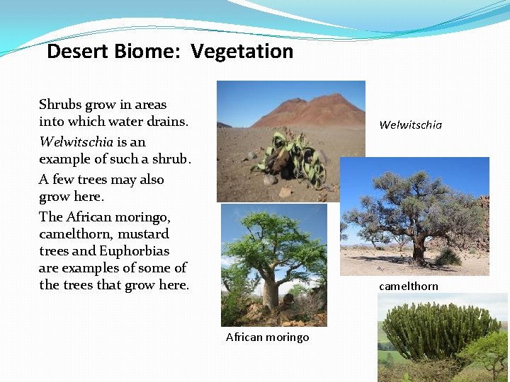 Desert Biome: Vegetation Shrubs grow in areas into which water drains. Welwitschia is an