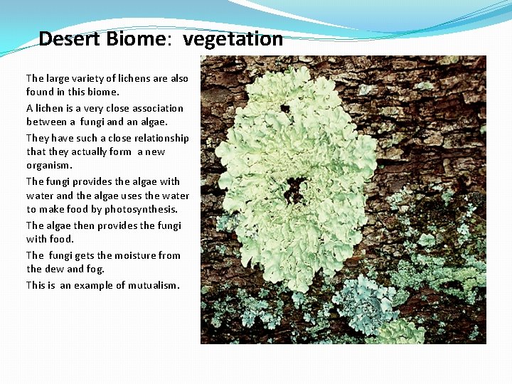 Desert Biome: vegetation The large variety of lichens are also found in this biome.