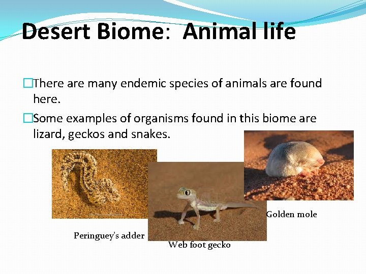 Desert Biome: Animal life �There are many endemic species of animals are found here.