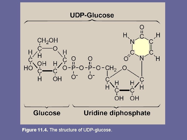 Figure 11. 4. The structure of UDP-glucose. 