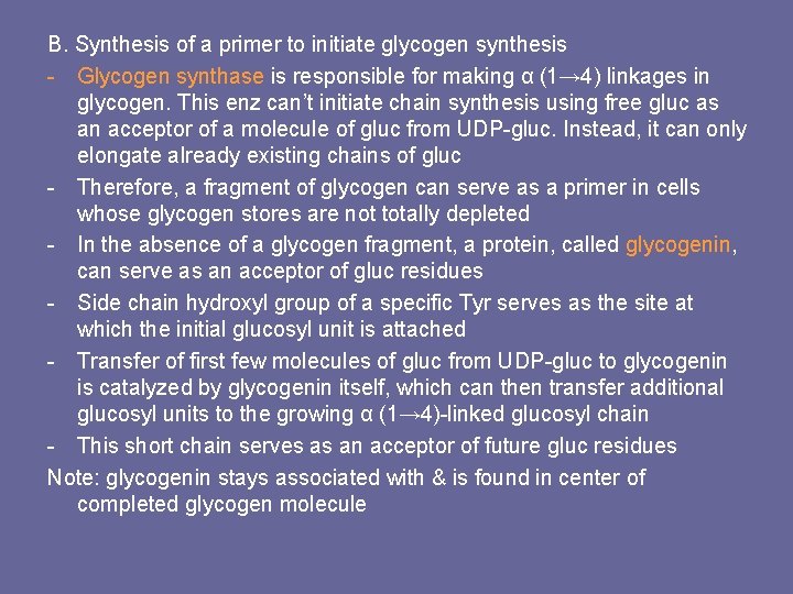 B. Synthesis of a primer to initiate glycogen synthesis - Glycogen synthase is responsible