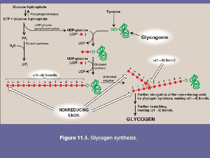 Figure 11. 5. Glycogen synthesis. 