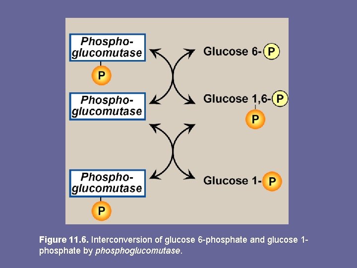 Figure 11. 6. Interconversion of glucose 6 -phosphate and glucose 1 phosphate by phosphoglucomutase.