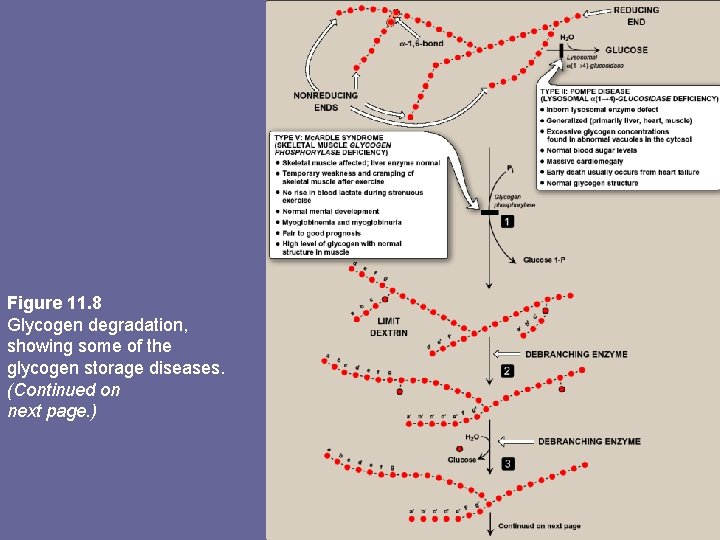 Figure 11. 8 Glycogen degradation, showing some of the glycogen storage diseases. (Continued on