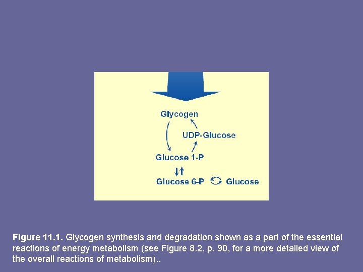 Figure 11. 1. Glycogen synthesis and degradation shown as a part of the essential