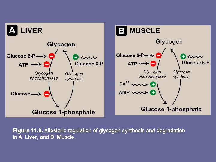 Figure 11. 9. Allosteric regulation of glycogen synthesis and degradation in A. Liver, and
