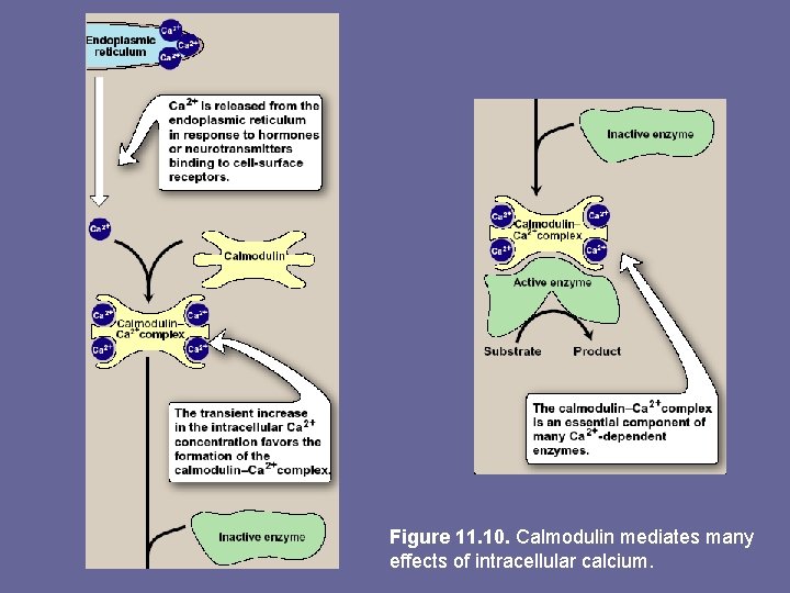 Figure 11. 10. Calmodulin mediates many effects of intracellular calcium. 