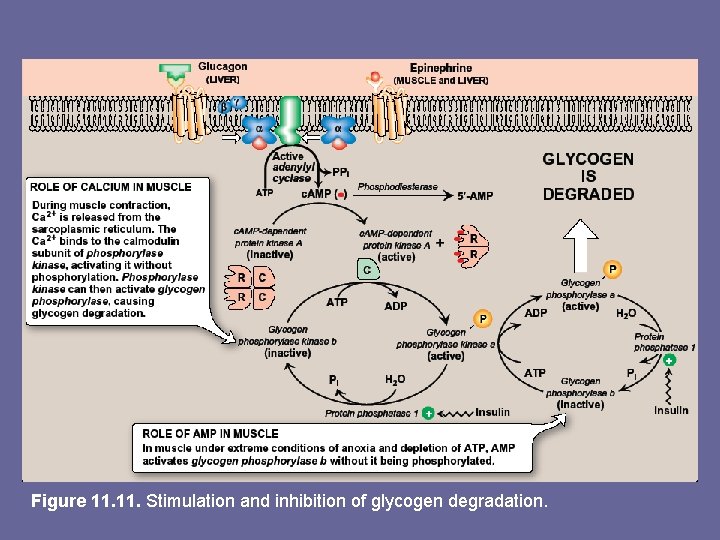 Figure 11. Stimulation and inhibition of glycogen degradation. 