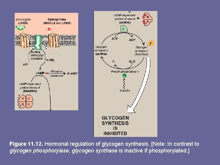 Figure 11. 12. Hormonal regulation of glycogen synthesis. [Note: In contrast to glycogen phosphorylase,