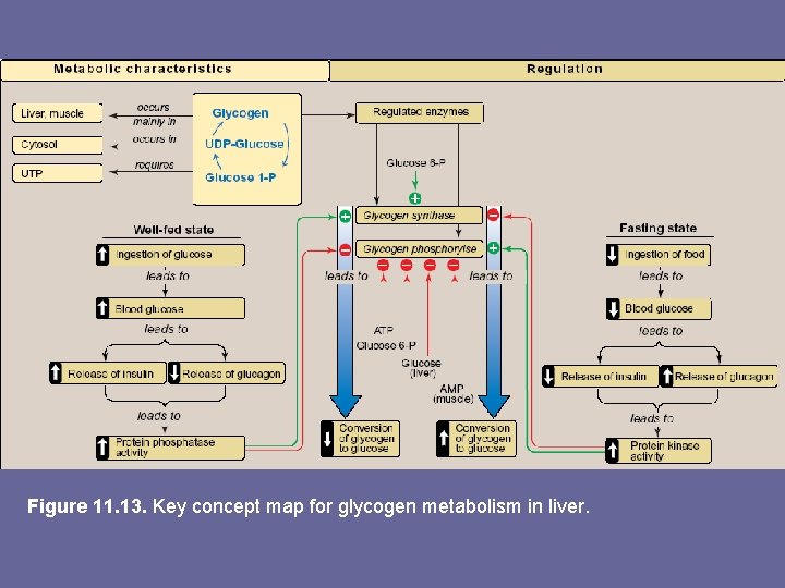 Figure 11. 13. Key concept map for glycogen metabolism in liver. 