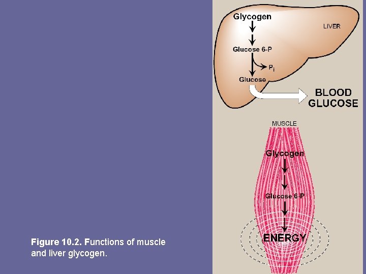 Figure 10. 2. Functions of muscle and liver glycogen. 