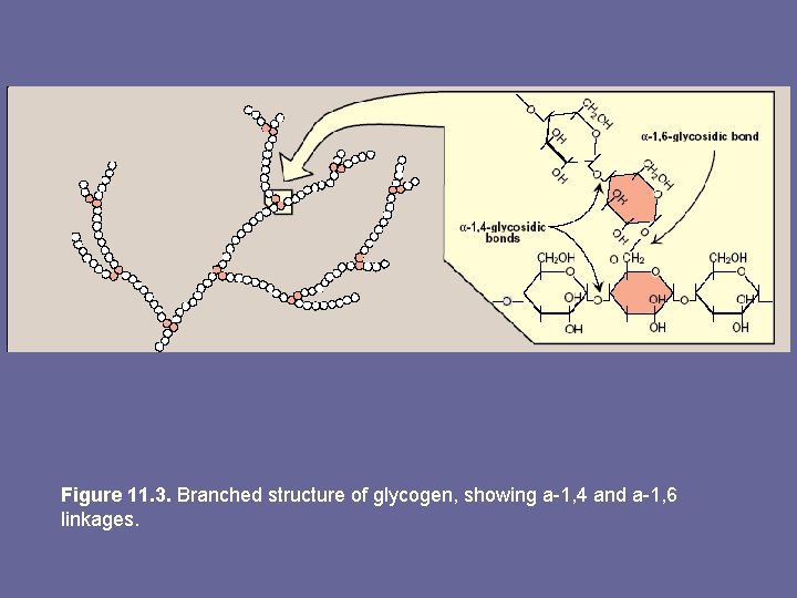 Figure 11. 3. Branched structure of glycogen, showing a-1, 4 and a-1, 6 linkages.