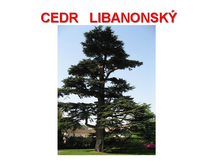 CEDR LIBANONSKÝ 