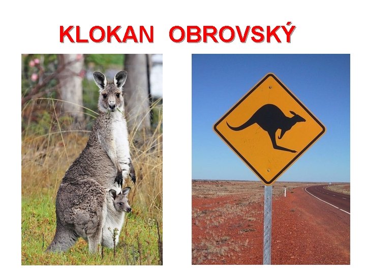 KLOKAN OBROVSKÝ 