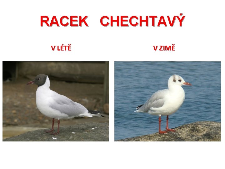 RACEK CHECHTAVÝ V LÉTĚ V ZIMĚ 