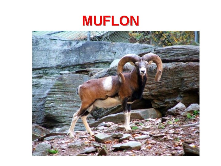 MUFLON 