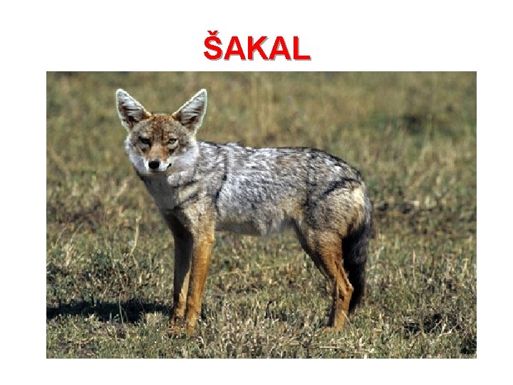 ŠAKAL 