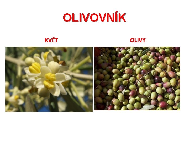 OLIVOVNÍK KVĚT OLIVY 