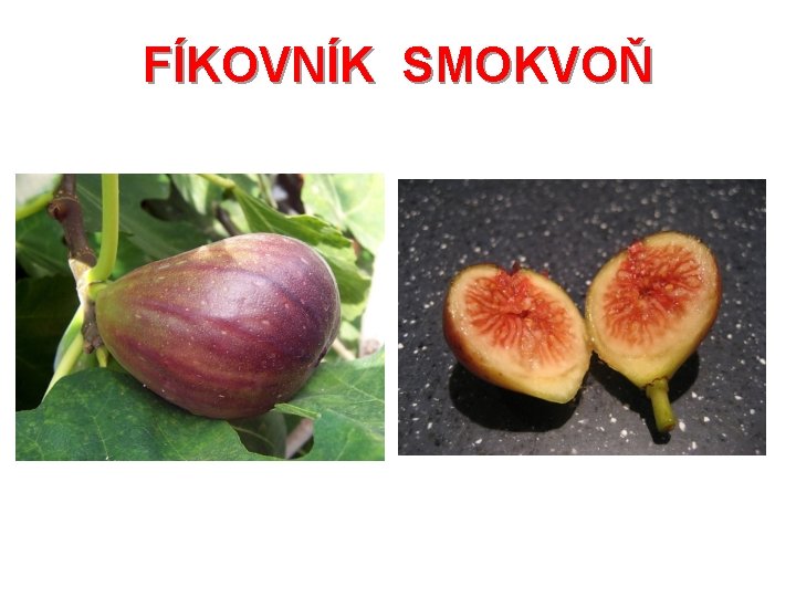 FÍKOVNÍK SMOKVOŇ 