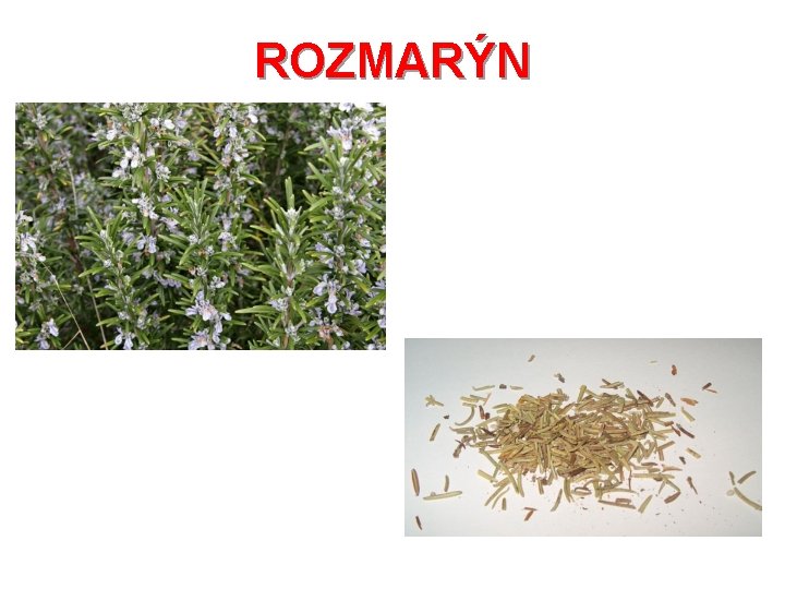 ROZMARÝN 