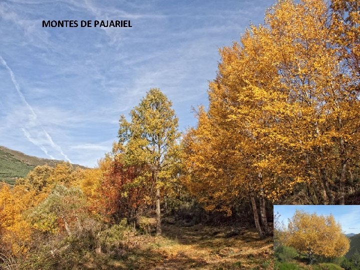 MONTES DE PAJARIEL 