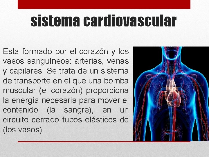 sistema cardiovascular Esta formado por el corazón y los vasos sanguíneos: arterias, venas y
