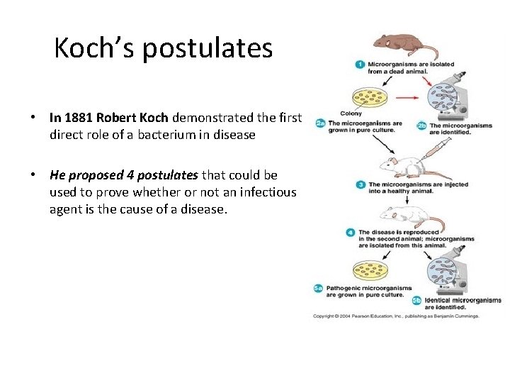 Koch’s postulates • In 1881 Robert Koch demonstrated the first direct role of a